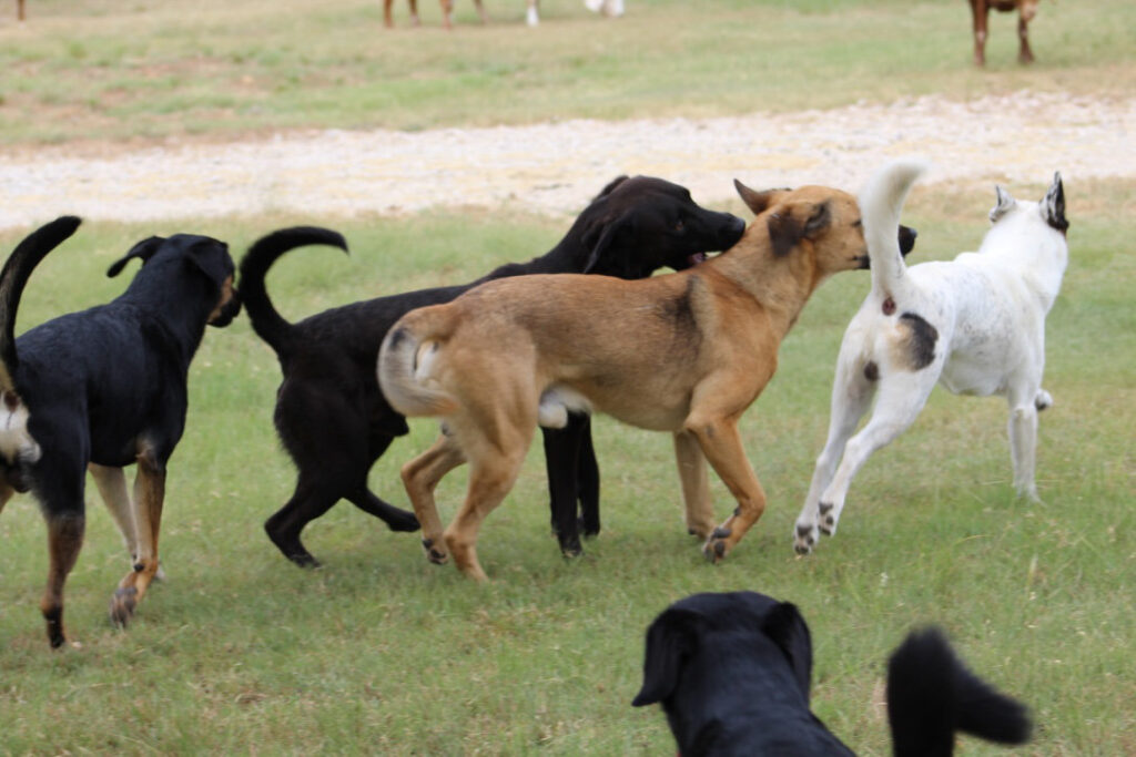 dogs 1