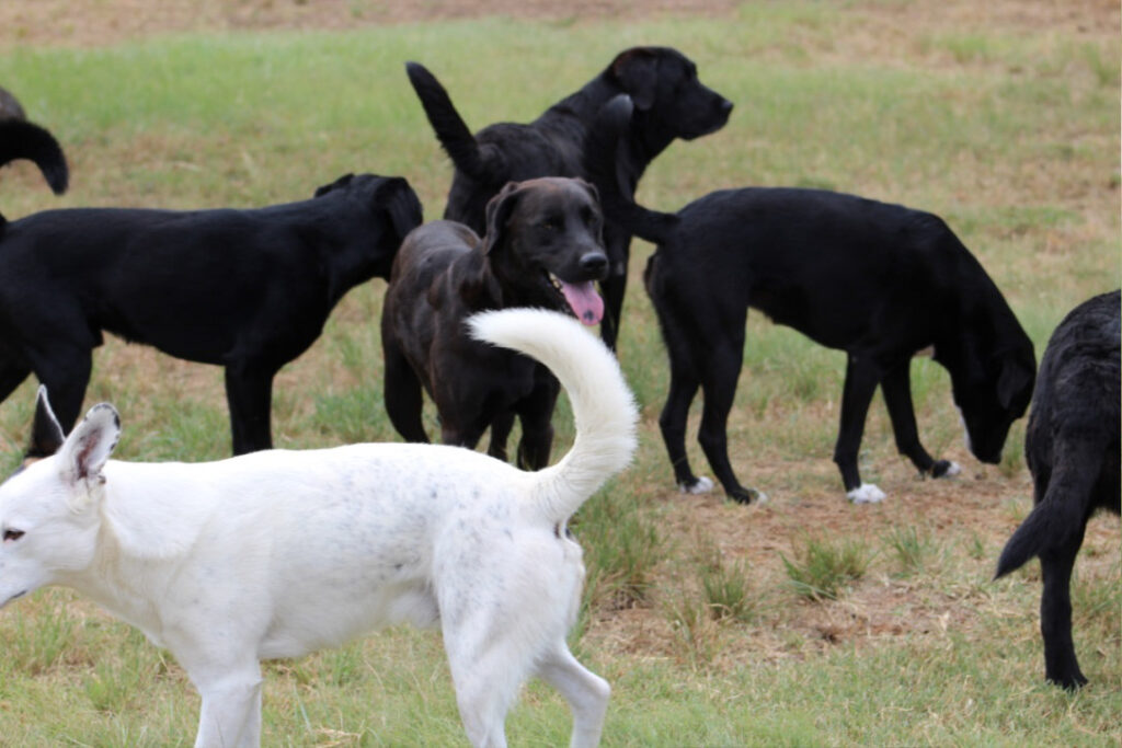 dogs2
