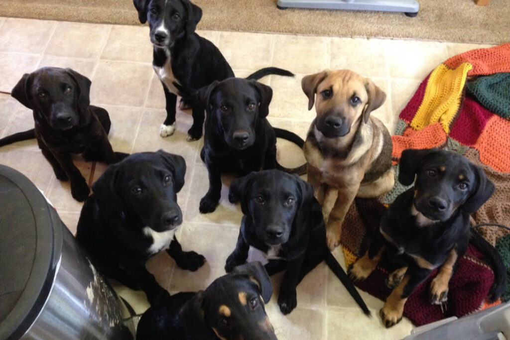 dogs3
