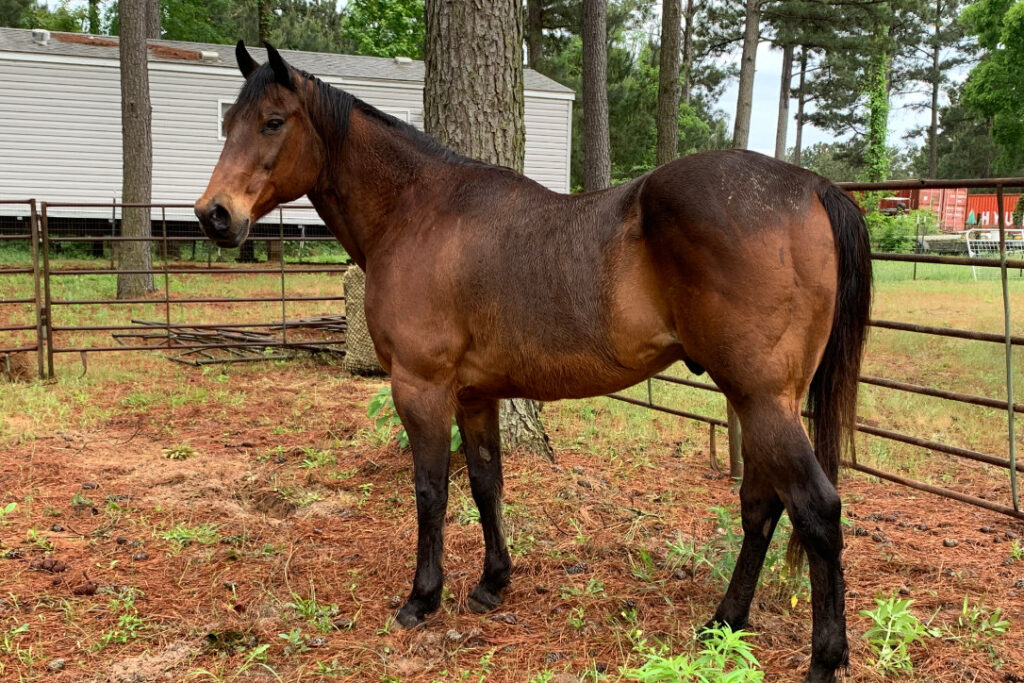 horse 1