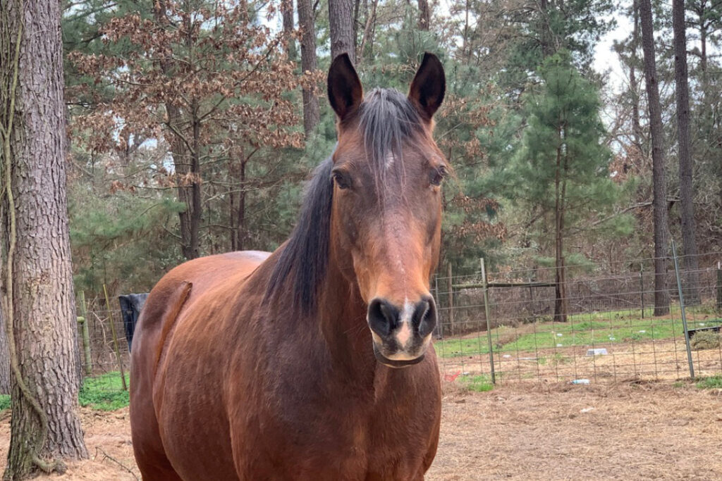 horse 2