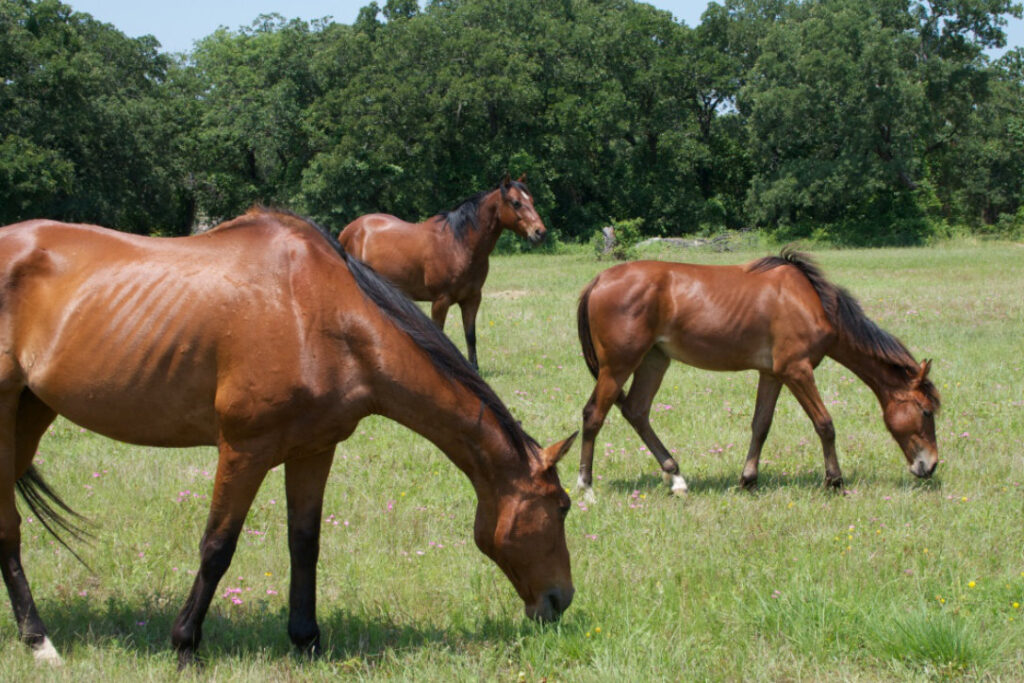 horse 3